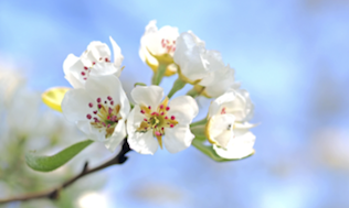 Natura